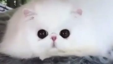 white kitty