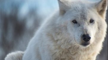 white wolf names