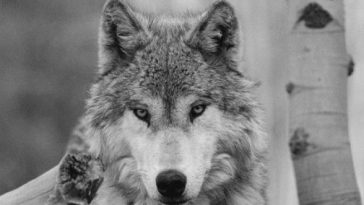 wolf