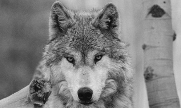 43 Famous Wolf Names From Books And Movies | PetPress