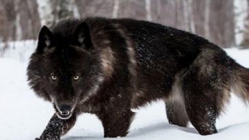 wolf