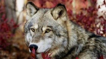 wolf