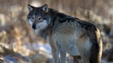 wolf