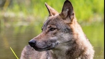 wolf