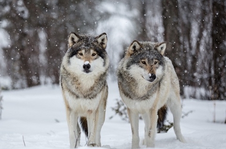 140 Best Female Wolf Names | PetPress