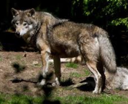 140 Best Female Wolf Names | PetPress