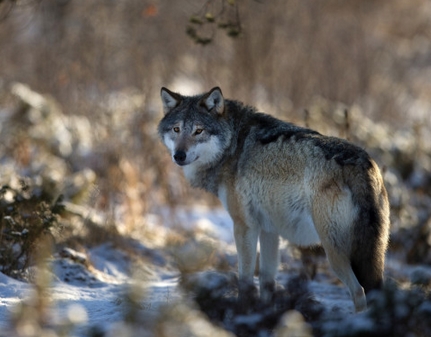 30+ Native American Wolf Names With Meanings | PetPress