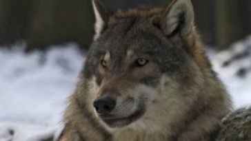 wolf face