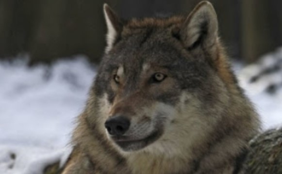 74-breathtaking-wolf-names-that-mean-wolf-petpress