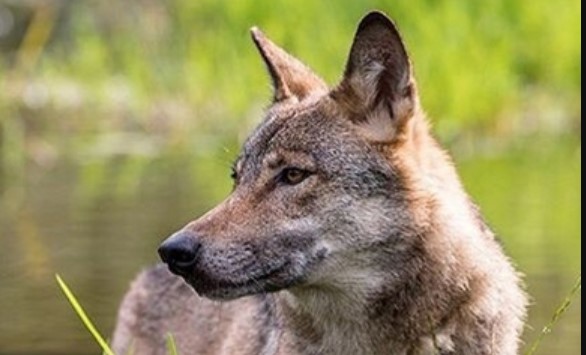 148 Best Male Wolf Names PetPress
