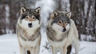 wolves