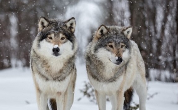 140 Best Female Wolf Names | PetPress