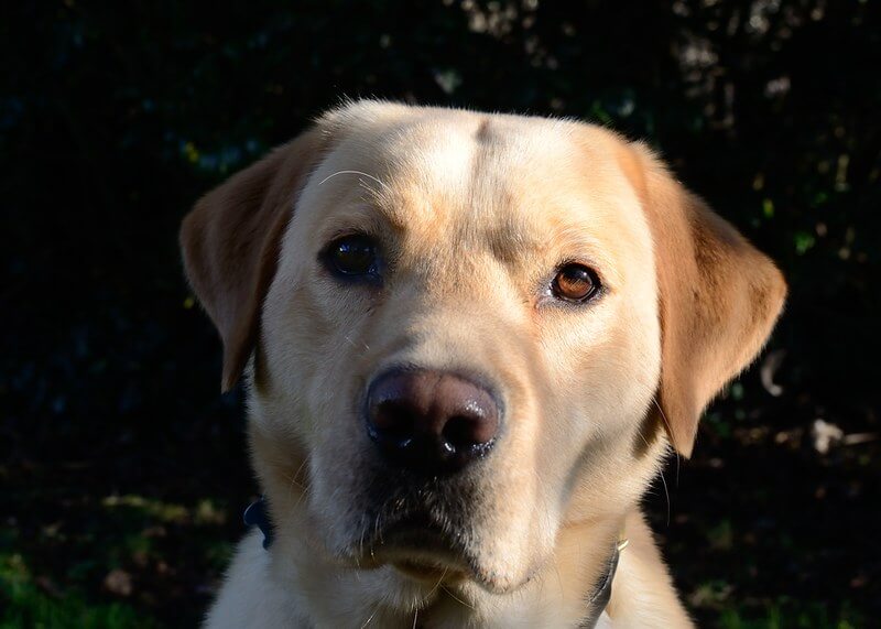 120 Yellow Lab Names Popular Male And Female Names Petpress