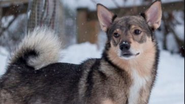 Swedish Dog