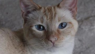 adorable cat
