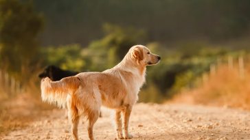 alabama dog name