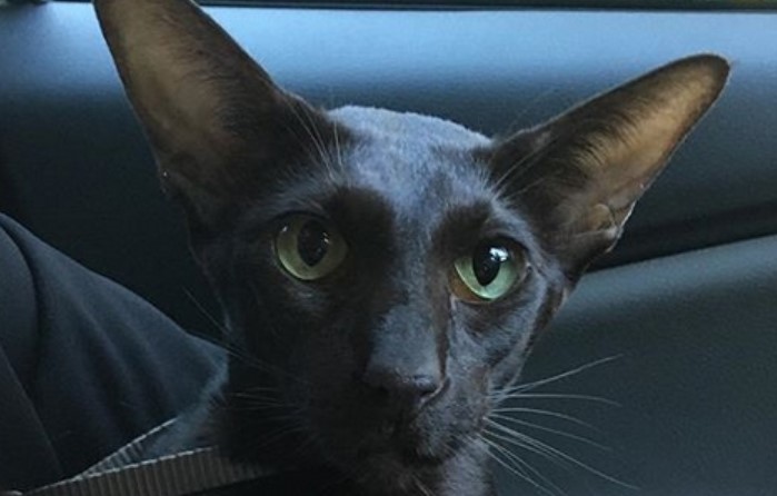 Top 50 Best Male Oriental Shorthair Cat Names | PetPress