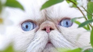 cat