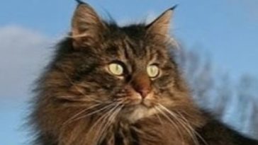 cat cute
