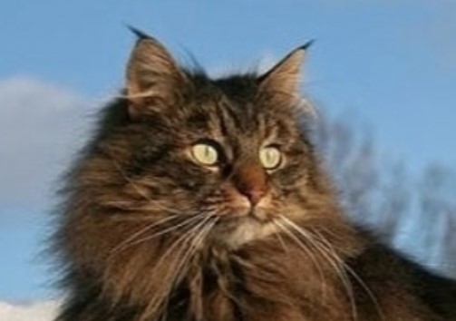 top-40-best-female-norwegian-forest-cat-names-petpress