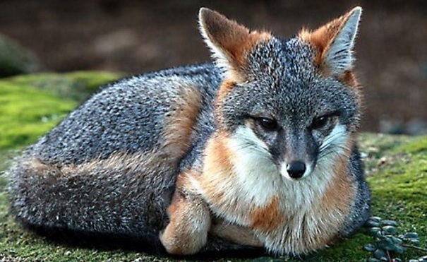 Cool Facts About Gray Foxes