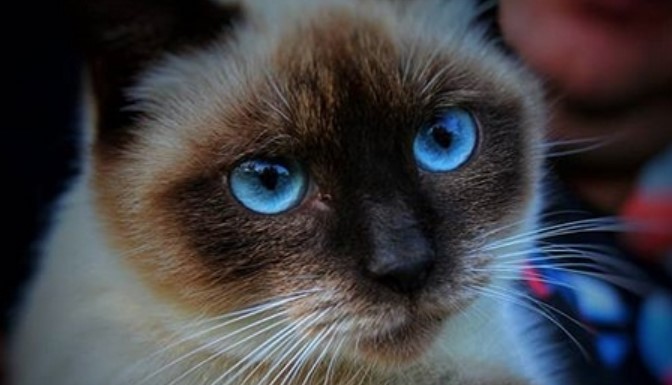 30+ Best BlueEyed Cat Names For Siamese Cats PetPress