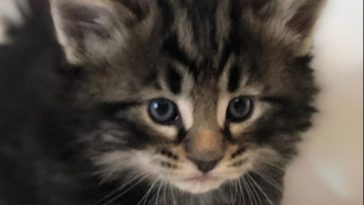 kitty