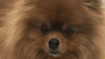 pomeranian