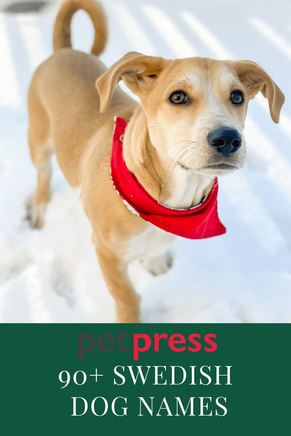 swedish-dog-names