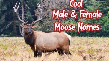cool-moose-names