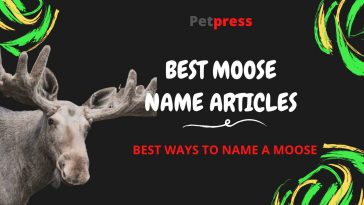 moose-name-articles