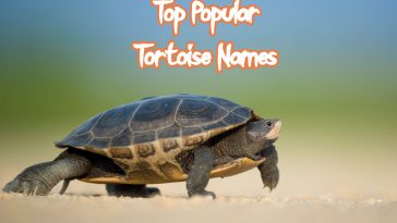 popular-tortoise-names