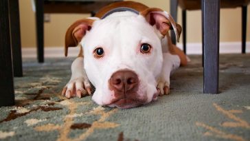 protect-dog