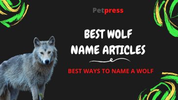 wolf-name-articles
