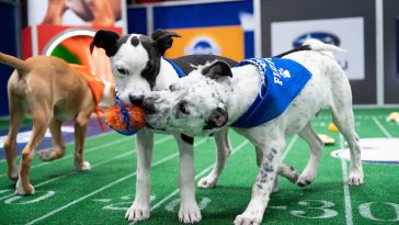 dogs play tug of war to bring the toy to a touchdown