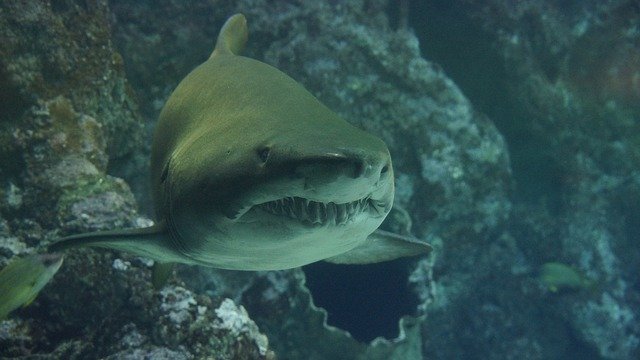 baby-shark