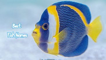 best-fish-names