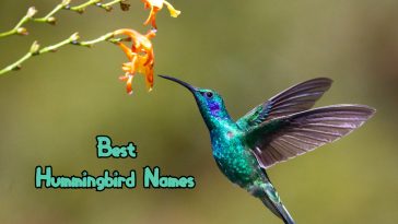 best-hummingbird-names