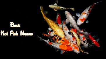 best-koi-names