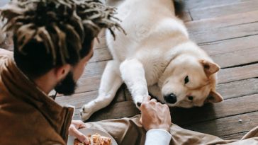 dog-playing-with-man