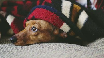 dog-sick