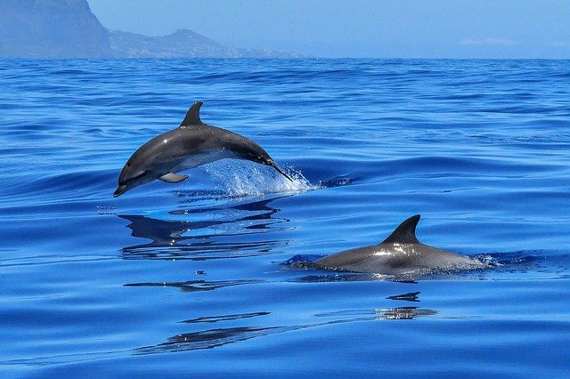 famous-dolphin