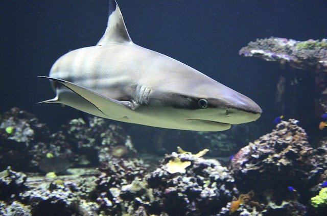 male-shark