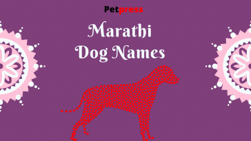 marathi-dog-names