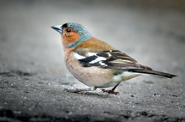 sparrow-nicknames