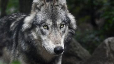 evil wolf names