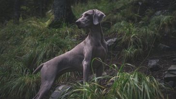 foreign-dog-names