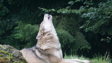 funny wolf names