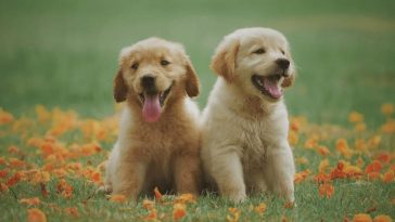 healthy-dog