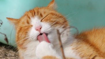 international-cat